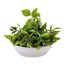Curry Leaf (Kari Patta) 1 bundle price in Pakistan