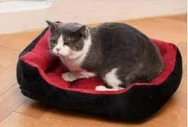 The Royal Super Soft Sofa Cat Beds Bottom Soft Pet Bed Cat Bed price in Pakistan