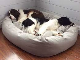 Pets Bed X-Large price in Pakistan